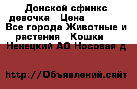 Донской сфинкс девочка › Цена ­ 15 000 - Все города Животные и растения » Кошки   . Ненецкий АО,Носовая д.